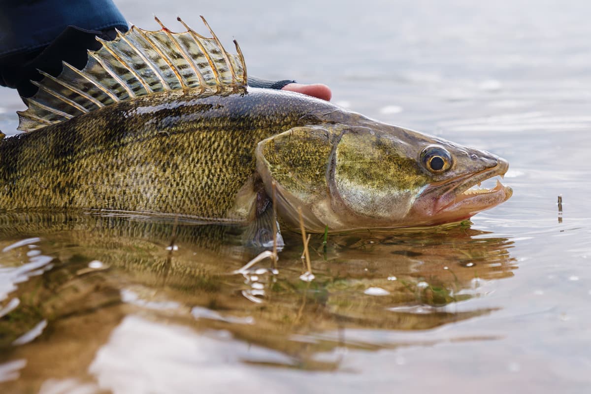 Angler releasing a walleye back into the water